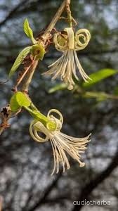Alangium lamarckii flower5.jpg